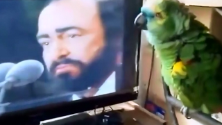 Невероятен папагал пее опера (ВИДЕО)