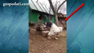 Огромен петел стана сензация в интернет (ВИДЕО)