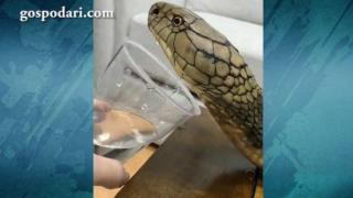 Змия пие вода от чаша и получава милувка за награда (ВИДЕО)