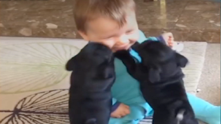 Любвеобилни кучета се радват на сладки бебета (ВИДЕО)