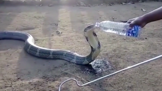 Жадна змия си проси вода от хора (ВИДЕО)