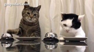 Най-глезените котки се хранят като истински принцеси (ВИДЕО)