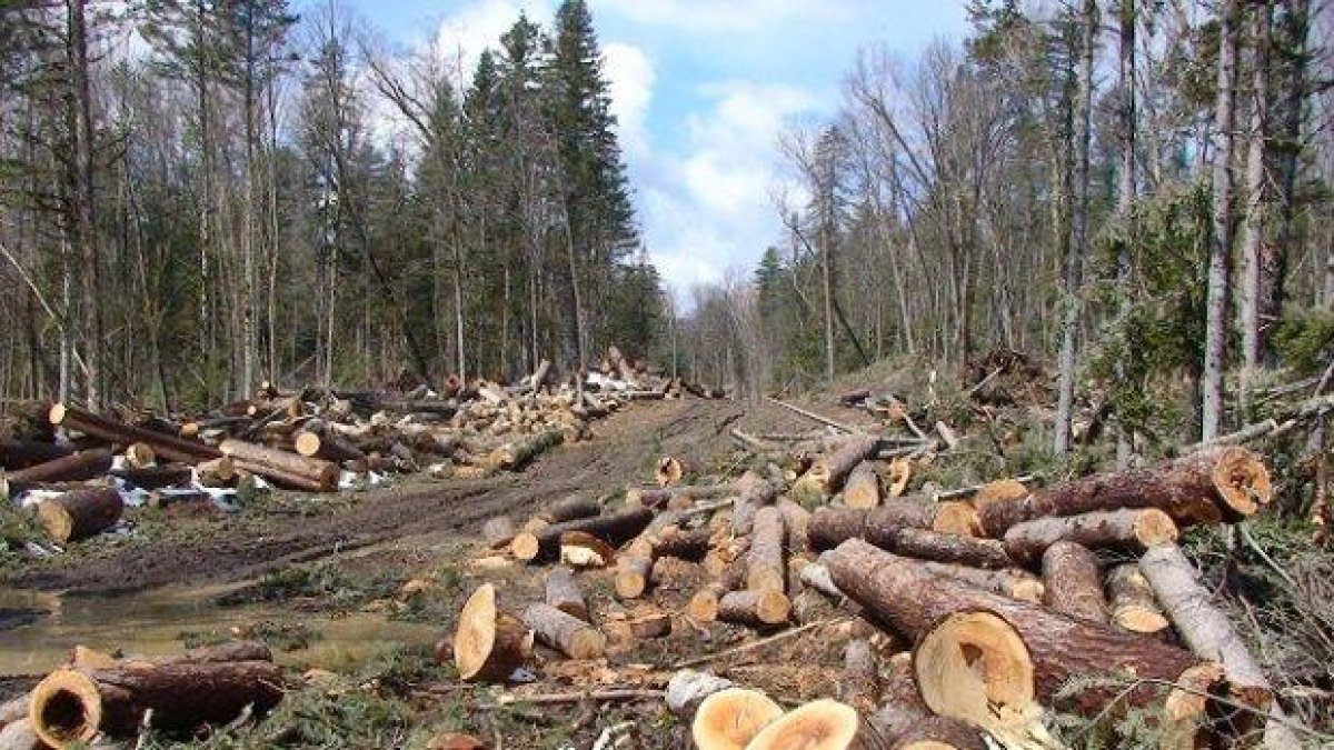 Незаконна сеч унищожи стотици декари гори край София
