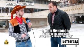 Крави "пасат" в центъра на Ботевград, жителите се готвят за родео