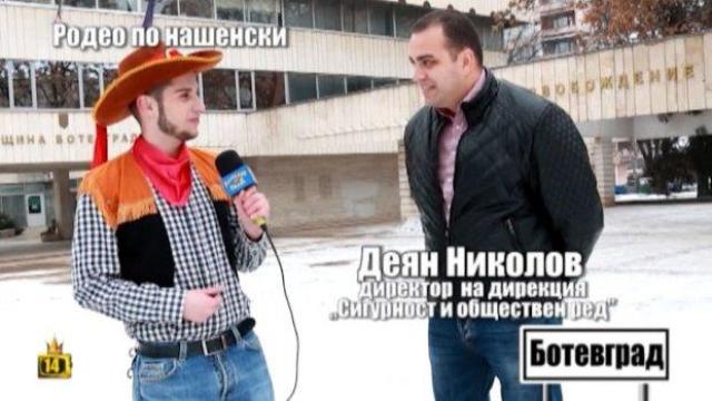 Крави "пасат" в центъра на Ботевград, жителите се готвят за родео