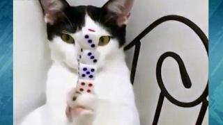 Вижте котката, постигнала дзен (ВИДЕО)