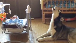 Куче успокоява плачещо бебе (ВИДЕО)