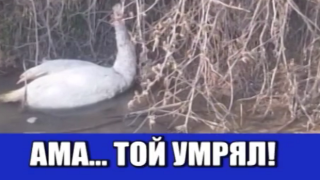 Новини за умрял лебед и рушащо се училище не помрачават веселото настроение на водещи