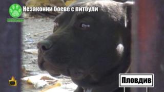 Бивш служител на МВР организира незаконни боеве с кучета в Пловдив