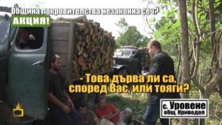 Кметът на Криводол маскира незаконна сеч в гората като почистване на ливада?
