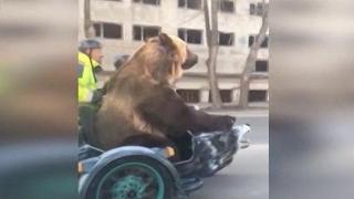Възрастни руснаци разнообразяват деня си с мечка
