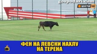 Животни с амбиция за футболисти "нахлуват" на терена по време на мач