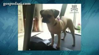 Сладко куче симулира тренировка на фитнес уред (видео)