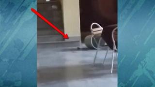 Мишки се разхождат в училищно барче (видео)