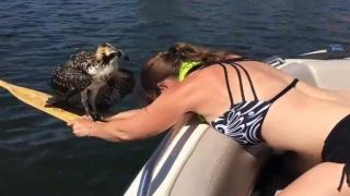 Жена спасява хищна птица с помощта на гребло за лодка (видео)