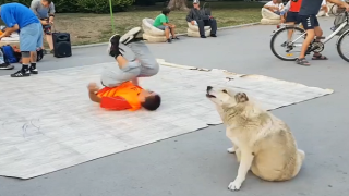 Куче танцува брейк (видео)