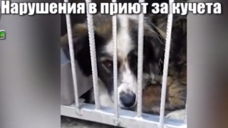 Приют на ужасите- държат животни без вода и храна, при ужасни условия