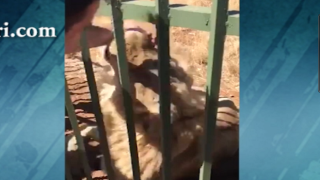 Мъж пострада след като реши да погали лъв сякаш е домашна котка (видео)