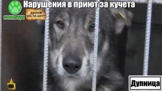 Кметът на Дупница предлага да се евтаназират кучета