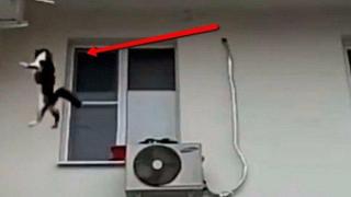 Момче спасява котка с помощта на раница (видео)