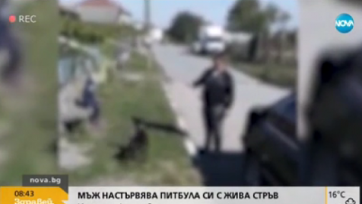 Мъж настървявал питбул с коте пред детето си (видео)