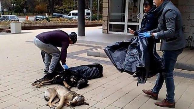Перничани на протест срещу изтровените кучета, хвърлиха труповете им пред общината (видео)