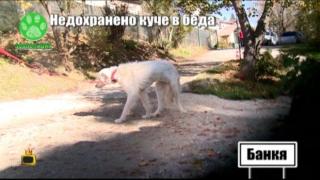Наш репортер спасява недохранено куче в беда
