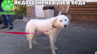 Помогнете на Белчо, той все още търси грижовни стопани