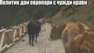 Политик от ГЕРБ прибира европари от чужди крави