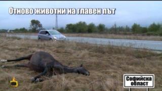 Трупове на блъснати коне лежат край натоварен път, никоя институция не поема отговорност