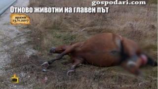 Господарите търсят отговорност от АПИ за животните, предизвикващи катастрофи по пътищата