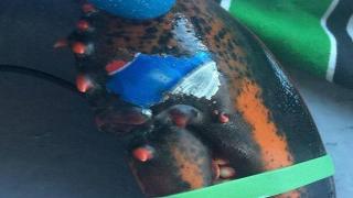 Намериха омар с "татуирано" лого на Pepsi върху едната щипка