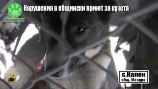 Господарите при кмета на Мездра за нарушенията в кучешкия приют в Кален
