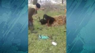 Мъже организират незаконни кучешки боеве (видео 18+)