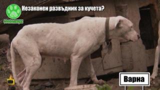 Незаконен развъдник за кучета във Варна измъчва животните?