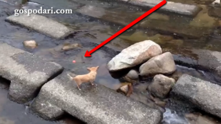 Умно куче си играе с топка като само си я хвърля във водата (видео)