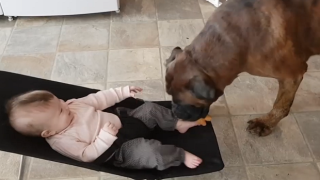 Куче прави смешни номера на бебе, а то се залива от смях (видео)