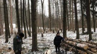 Ще се вземат ли мерки срещу незаконната сеч по софийските паркове? (видео)