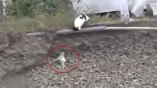 Котка вади малко кученце, пропаднало в пропаст (видео)