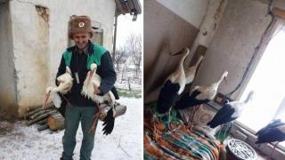 Мъж приюти щъркели в дома си и ги спаси от измръзване (видео)
