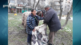 Кобила роди на улицата, какво прави зоополицията?