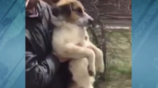 Поредно варварство над животно-отрязаха крачетата на куче (видео)