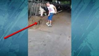 Момче с ховърборд храни крави във ферма (видео)