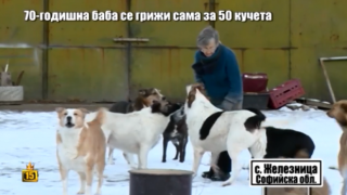 Баба на 70 години се грижи сама за 50 кучета