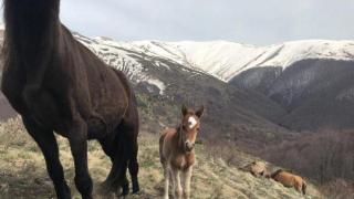 Роди се конче в стадото, което бедстваше в Осоговската планина (видео)
