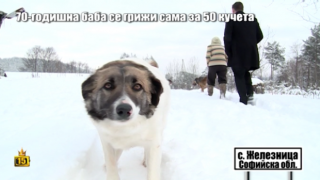 Шефът на Екоравновесие обеща да помогне на баба Люси, която се грижи сама за 50 кучета