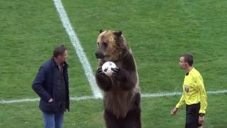 Мечката Тима доби световна слава, след като откри мач в Русия (видео)