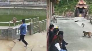 Турист бута маймуна във водата, останалите маймуни отвръщат на удара (видео)