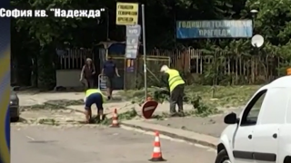 Клон от дърво събаря пътен знак за секунди
