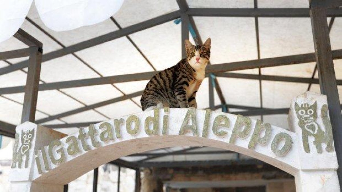 Котешкият ангел от Алепо